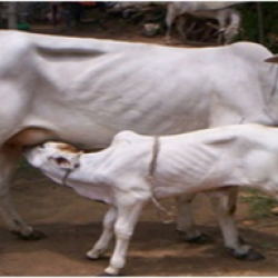 बिंझरपुरी