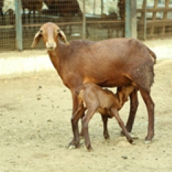  मद्रास रेड 