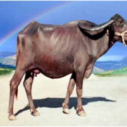 नागपुरी