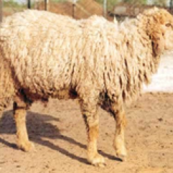 नाली